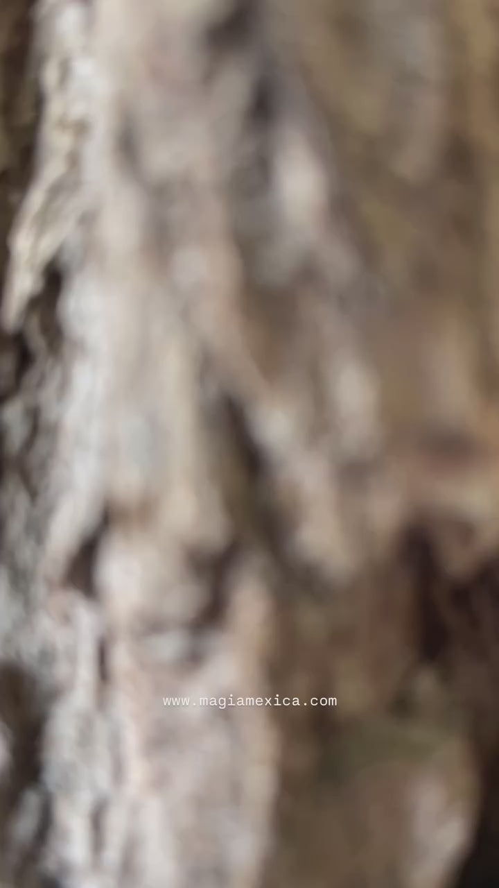 Dante Alebrije Oaxacan Wood Carving