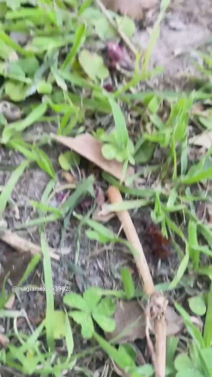 Turtle Alebrije Oaxacan Wood Carving