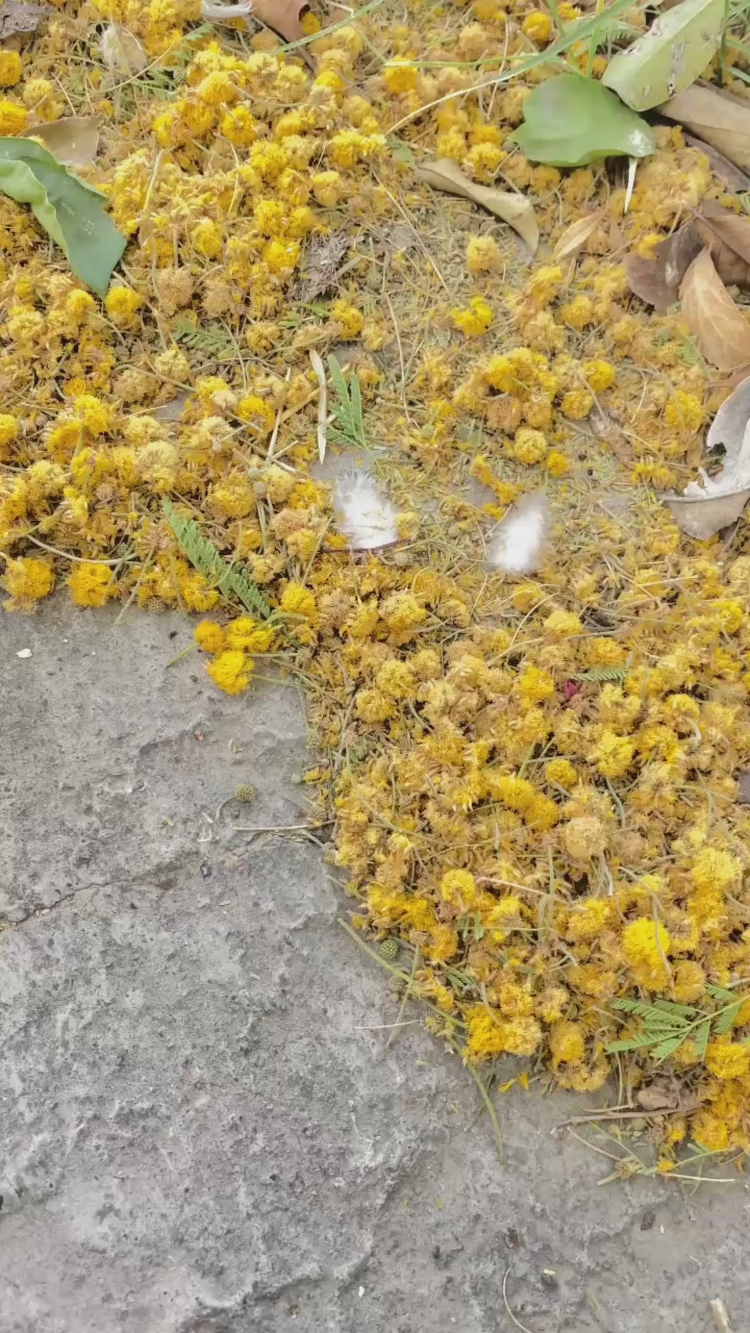 Wolf Alebrije Oaxacan Wood Carving