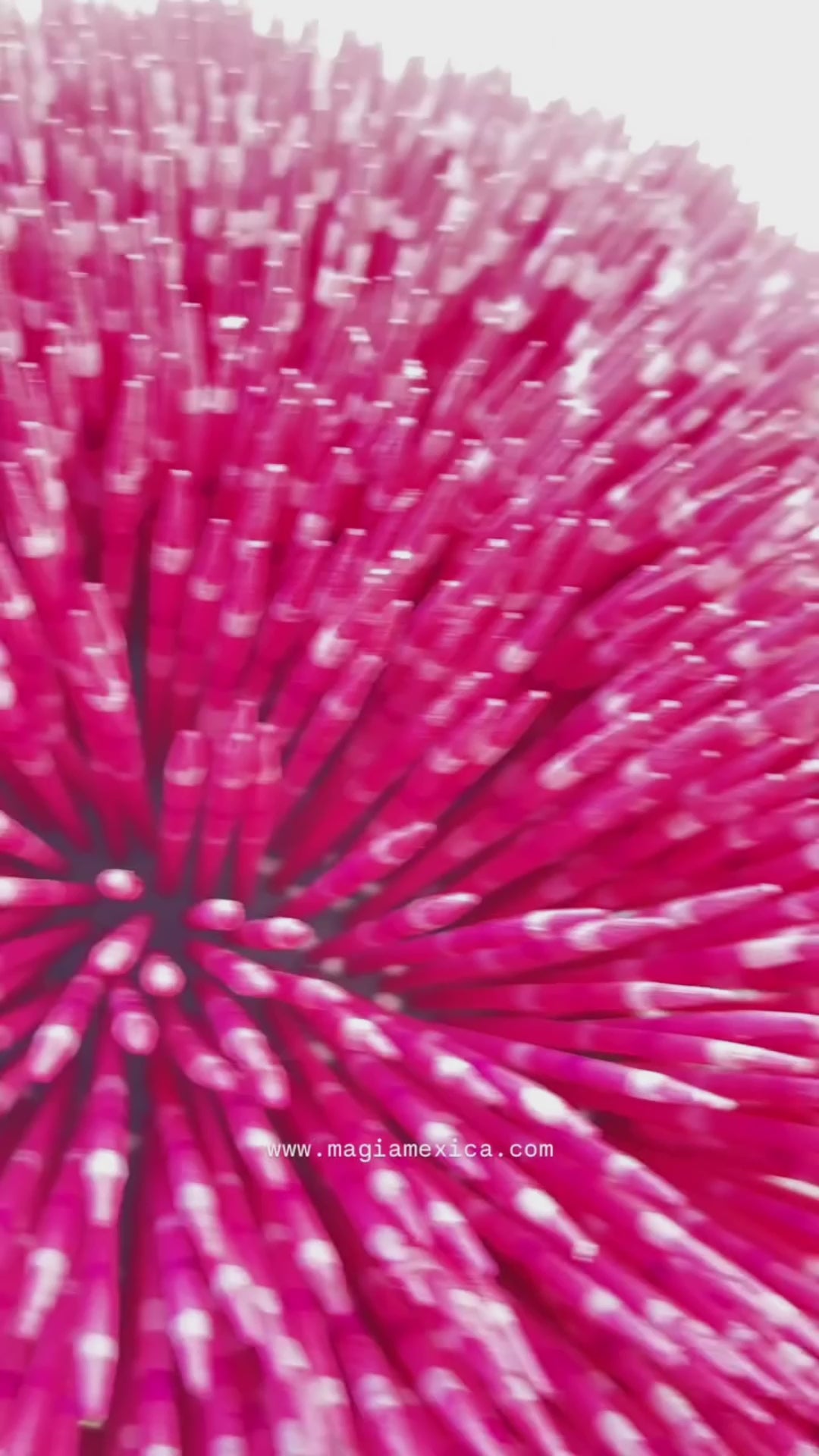 Porcupine Alebrije Oaxacan Wood Carving