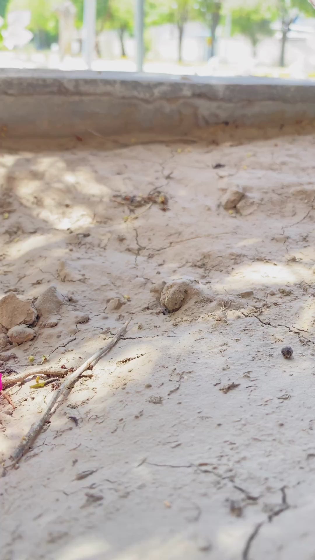 Mini Alebrijes 5 Set Alebrije Oaxacan Wood Carving