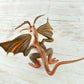 Dragon Alebrije Oaxacan Wood Carving - Alebrije Huichol Mexican Folk art magiamexica.com